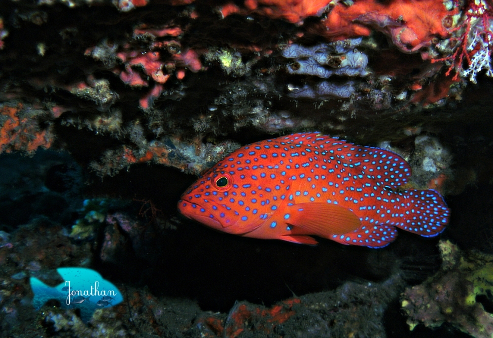 Mérou corail